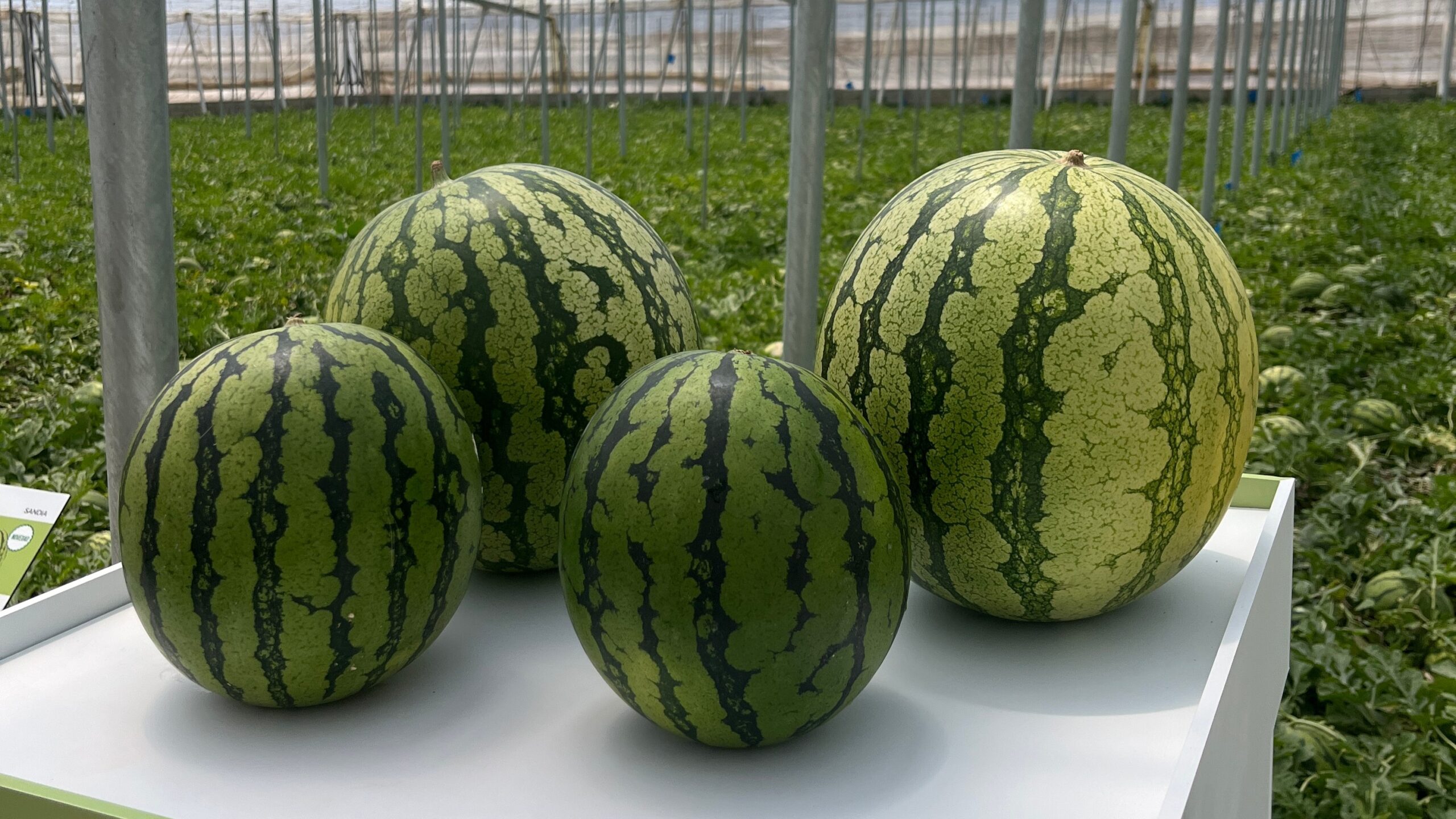 fito- Taylor y Leiva 3|4.- Indurain 2|2.- Claudio 2|1.- Callejon 2